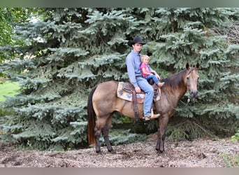 Caballo cuarto de milla, Caballo castrado, 10 años, 150 cm, Buckskin/Bayo