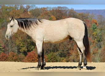 Caballo cuarto de milla, Caballo castrado, 10 años, 150 cm, Buckskin/Bayo