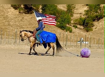 Caballo cuarto de milla, Caballo castrado, 10 años, 150 cm, Buckskin/Bayo