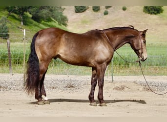 Caballo cuarto de milla, Caballo castrado, 10 años, 150 cm, Buckskin/Bayo