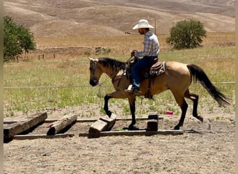 Caballo cuarto de milla, Caballo castrado, 10 años, 150 cm, Buckskin/Bayo