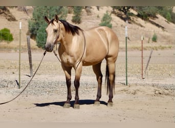 Caballo cuarto de milla, Caballo castrado, 10 años, 150 cm, Buckskin/Bayo