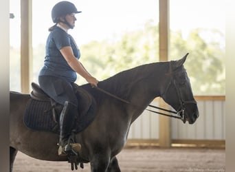 Caballo cuarto de milla, Caballo castrado, 10 años, 150 cm, Grullo