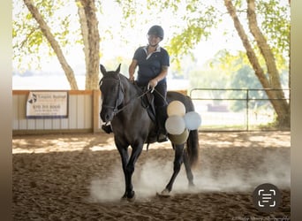 Caballo cuarto de milla, Caballo castrado, 10 años, 150 cm, Grullo