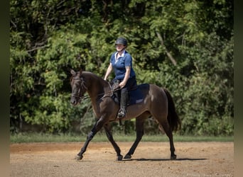 Caballo cuarto de milla, Caballo castrado, 10 años, 150 cm, Grullo