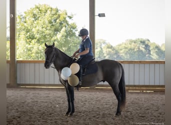 Caballo cuarto de milla, Caballo castrado, 10 años, 150 cm, Grullo