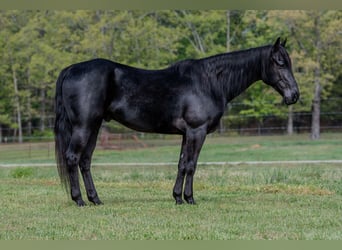 Caballo cuarto de milla, Caballo castrado, 10 años, 150 cm, Negro