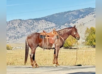 Caballo cuarto de milla, Caballo castrado, 10 años, 150 cm, Ruano alazán