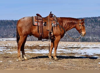 Caballo cuarto de milla, Caballo castrado, 10 años, 150 cm, Ruano alazán