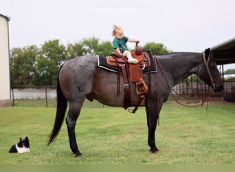 Caballo cuarto de milla, Caballo castrado, 10 años, 150 cm, Ruano azulado