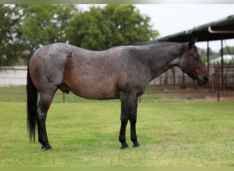 Caballo cuarto de milla, Caballo castrado, 10 años, 150 cm, Ruano azulado