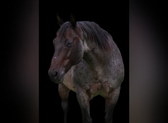 Caballo cuarto de milla, Caballo castrado, 10 años, 150 cm, Ruano azulado