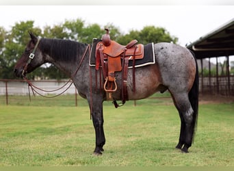 Caballo cuarto de milla, Caballo castrado, 10 años, 150 cm, Ruano azulado