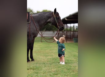 Caballo cuarto de milla, Caballo castrado, 10 años, 150 cm, Ruano azulado