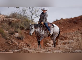 Caballo cuarto de milla, Caballo castrado, 10 años, 150 cm, Tordo rodado