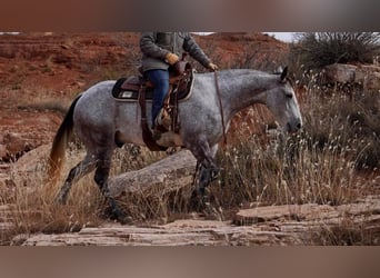 Caballo cuarto de milla, Caballo castrado, 10 años, 150 cm, Tordo rodado