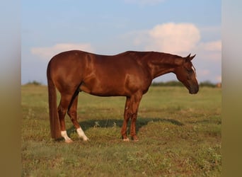 Caballo cuarto de milla, Caballo castrado, 10 años, 152 cm, Alazán rojizo