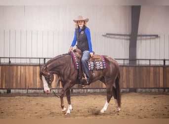 Caballo cuarto de milla, Caballo castrado, 10 años, 152 cm, Alazán-tostado