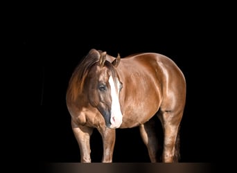 Caballo cuarto de milla, Caballo castrado, 10 años, 152 cm, Alazán-tostado