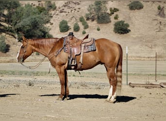 Caballo cuarto de milla, Caballo castrado, 10 años, 152 cm, Bayo
