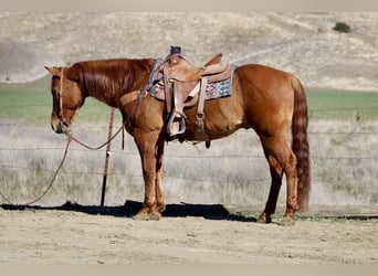 Caballo cuarto de milla, Caballo castrado, 10 años, 152 cm, Bayo