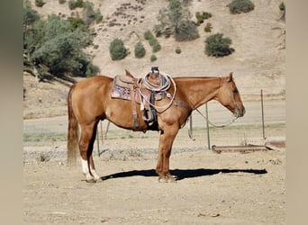 Caballo cuarto de milla, Caballo castrado, 10 años, 152 cm, Bayo