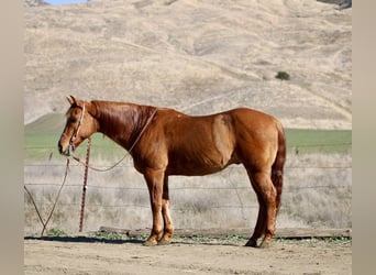 Caballo cuarto de milla, Caballo castrado, 10 años, 152 cm, Bayo