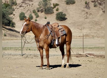 Caballo cuarto de milla, Caballo castrado, 10 años, 152 cm, Bayo