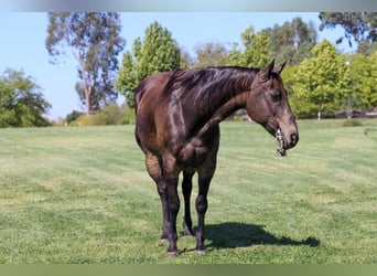 Caballo cuarto de milla, Caballo castrado, 10 años, 152 cm, Buckskin/Bayo