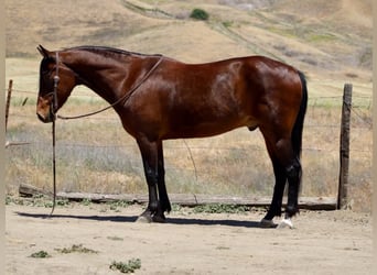 Caballo cuarto de milla, Caballo castrado, 10 años, 152 cm, Buckskin/Bayo