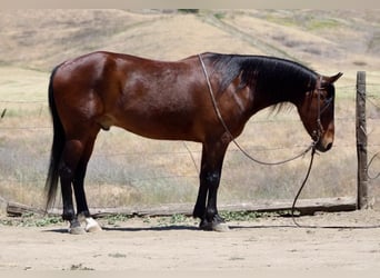 Caballo cuarto de milla, Caballo castrado, 10 años, 152 cm, Buckskin/Bayo