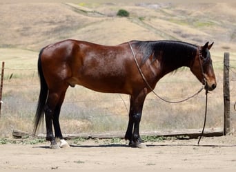 Caballo cuarto de milla, Caballo castrado, 10 años, 152 cm, Buckskin/Bayo