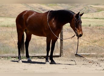 Caballo cuarto de milla, Caballo castrado, 10 años, 152 cm, Buckskin/Bayo