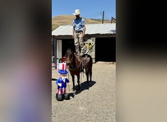 Caballo cuarto de milla, Caballo castrado, 10 años, 152 cm, Buckskin/Bayo