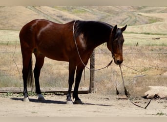 Caballo cuarto de milla, Caballo castrado, 10 años, 152 cm, Buckskin/Bayo