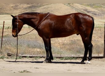 Caballo cuarto de milla, Caballo castrado, 10 años, 152 cm, Buckskin/Bayo