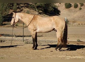 Caballo cuarto de milla, Caballo castrado, 10 años, 152 cm, Buckskin/Bayo