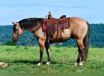 Caballo cuarto de milla, Caballo castrado, 10 años, 152 cm, Buckskin/Bayo
