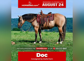 Caballo cuarto de milla, Caballo castrado, 10 años, 152 cm, Buckskin/Bayo
