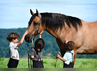 Caballo cuarto de milla, Caballo castrado, 10 años, 152 cm, Buckskin/Bayo
