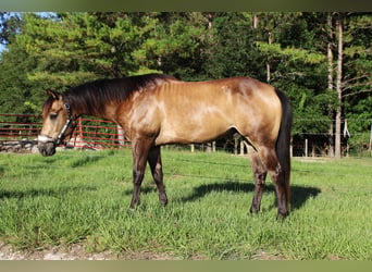 Caballo cuarto de milla, Caballo castrado, 10 años, 152 cm, Buckskin/Bayo