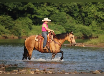 Caballo cuarto de milla, Caballo castrado, 10 años, 152 cm, Buckskin/Bayo