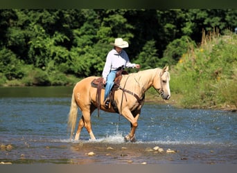 Caballo cuarto de milla, Caballo castrado, 10 años, 152 cm, Buckskin/Bayo