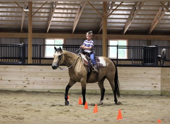Caballo cuarto de milla, Caballo castrado, 10 años, 152 cm, Buckskin/Bayo