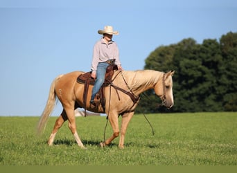 Caballo cuarto de milla, Caballo castrado, 10 años, 152 cm, Buckskin/Bayo