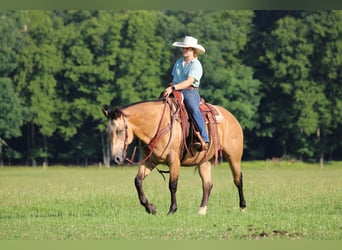 Caballo cuarto de milla, Caballo castrado, 10 años, 152 cm, Buckskin/Bayo