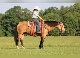 Caballo cuarto de milla, Caballo castrado, 10 años, 152 cm, Buckskin/Bayo