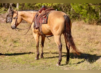Caballo cuarto de milla, Caballo castrado, 10 años, 152 cm, Buckskin/Bayo