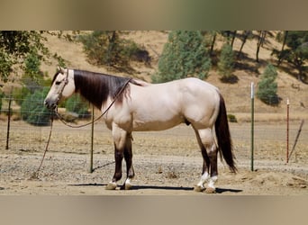 Caballo cuarto de milla, Caballo castrado, 10 años, 152 cm, Buckskin/Bayo