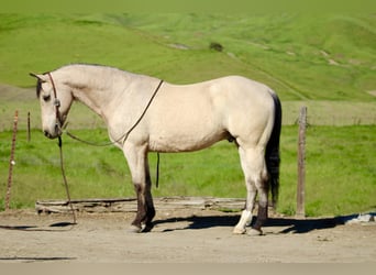 Caballo cuarto de milla, Caballo castrado, 10 años, 152 cm, Buckskin/Bayo